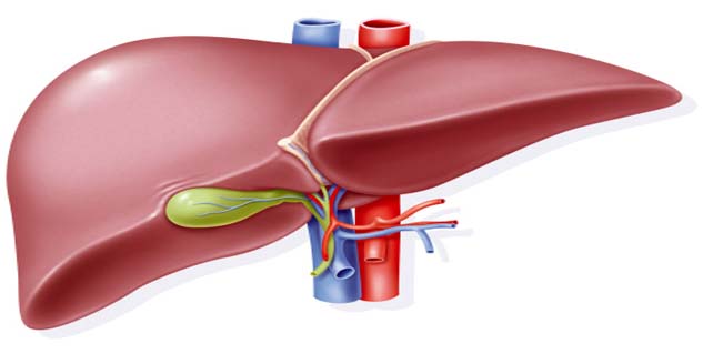 liver