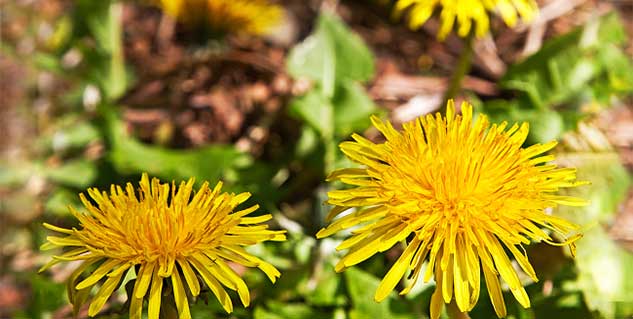 Magical Flower Against Cancer in Hindi