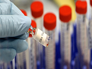 जीका वायरस टीएलआर3 को सक्रिय कर रोक देता है भ्रूण के मस्तिष्क का विकास