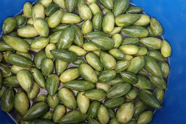 parwal-benefits-of-pointed-gourd-for-health-weight-loss-anti-ageing