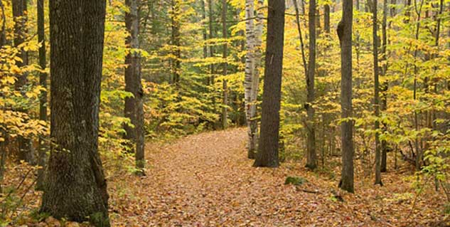 वृक्ष की छाल 