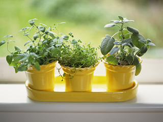 एयर प्‍यूरीफायर के बजाए घर में लगाएं ये 5 पौधे, हवा हो जाएगी शुद्ध