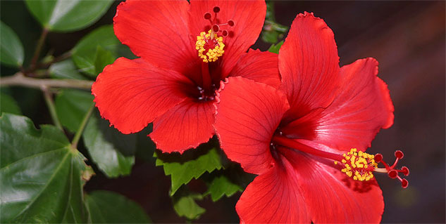 Hibiscus