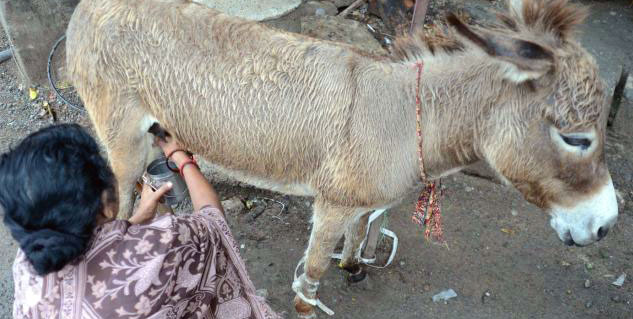 गधी का दूध 