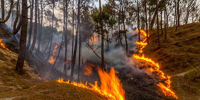 जंगल की आग सेहत पर डालती है क्या असर, जानिए