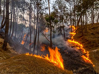 जंगल की आग सेहत पर डालती है क्या असर, जानिए