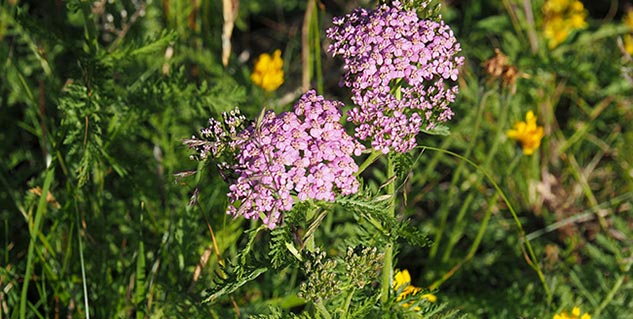yarrow in hindi 