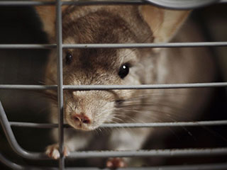 हमेशा के लिए चाहते हैं चूहों से छुटकारा? तो अपनाएं ये उपाय