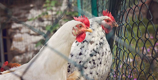 bird flu in hindi 