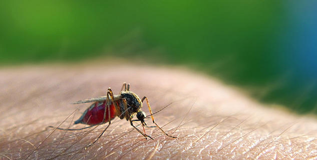 malaria in hindi 