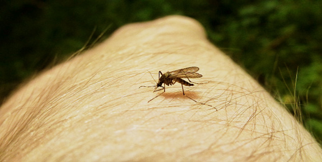 chikunguniya in hindi 