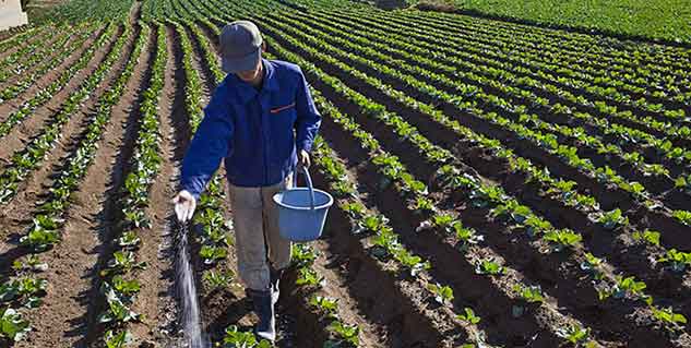 chemical fertilisers in hindi 