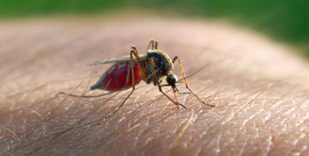 dengue