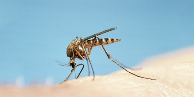 malaria