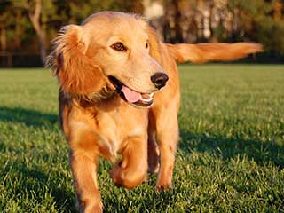 Run with your dog right with these tips
