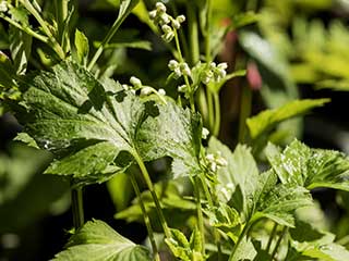 Mugwort : A powerpack herb to fight many ailments