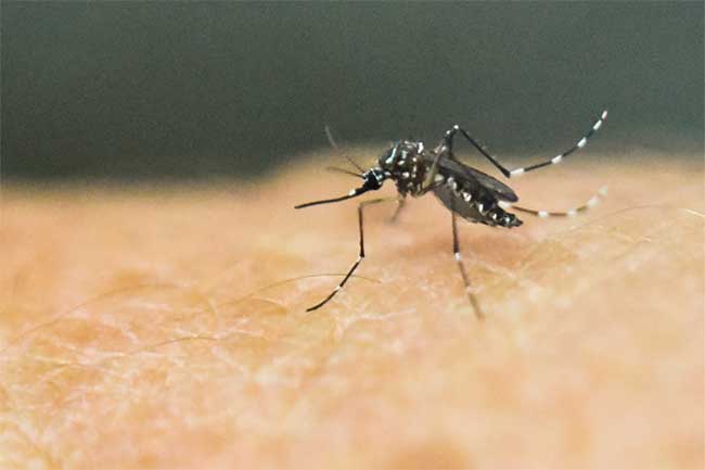 These Tips Will Keep Away Mosquito Housefly Rat and Cockroach in Hindi | मक्खी, मच्छर और चूहे को दूर भगाएं!