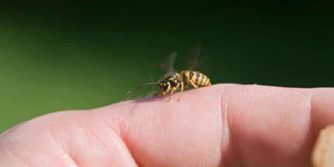 bee-and-wasp-sting-is-more-dangerous-than-snake-bite-onlymyhealth