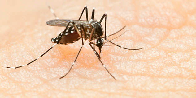 dengue in hindi 