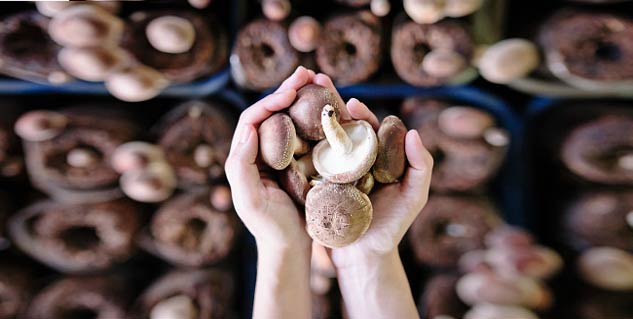 mushroom mental health