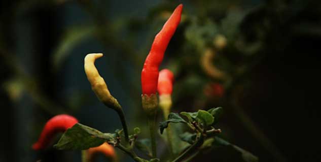red chillies