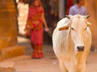 गाय में है इस खतरनाक बीमारी को दूर करने की क्षमता!  