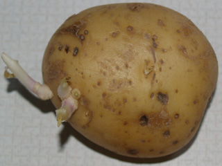 आलू में होने वाले ये बदलाव उसे कर रहे हैं जहरीला!