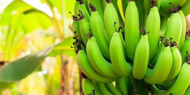 kaccha kela