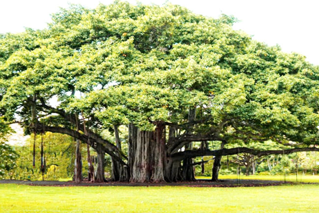 banyan-tree-information-in-hindi-banyan-tree-meaning-in-hindi-2019