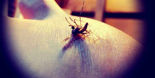 dengue mosquito
