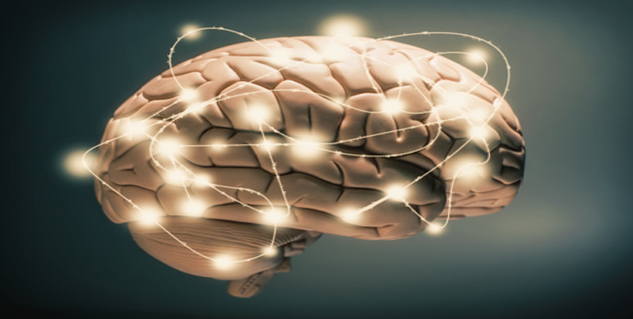 brain