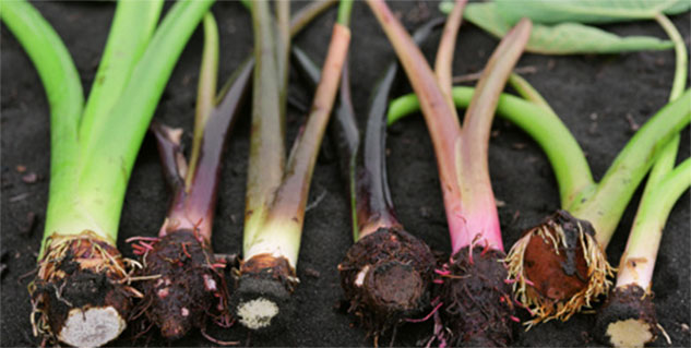 colocasia-leaves-in-hindi