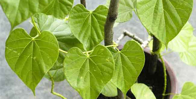 giloy in hindi 