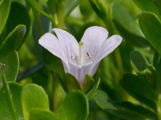 चाहिए शुद्ध हवा तो घर के बाहर लगाएं ये 4 पौधे, बीमारी होगी दूर!  