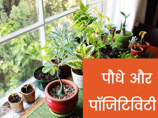 घर के गार्डन में लगाएं ये 7 पौधे, सेहत के साथ मिलेगी शुद्ध हवा 