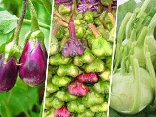 सर्दियों में खाएं सिर्फ ये 3 सब्जियां, हमेशा रहेंगे स्वस्थ