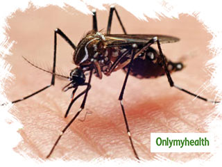 Mosquito Diseases: मच्‍छरों के काटने से होती हैं ये 6 जानलेवा बीमारी, जानिए बचाव और उपचार