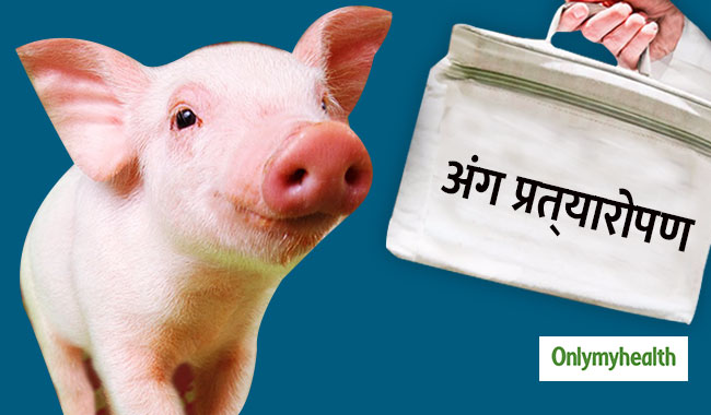 मानव शरीर में अब सुअर का दिल हो सकेगा ट्रांसप्‍लांट, ह्रदय रोगियों को मिलेगा जीवनदान 