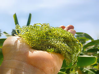 Surprising health benefits of algae