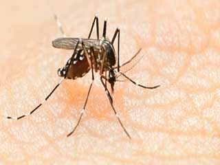 अब डेंगू फैलाने वाले मच्छरों पर लगेगी रोक, वैज्ञानिकों ने निकाला हल