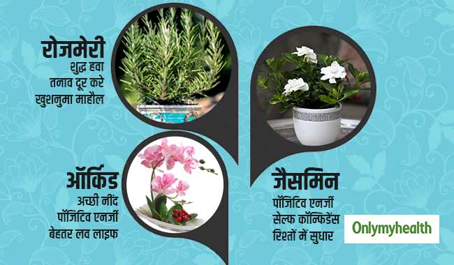 घर में लगाएं ये 7 पौधे, पॉजिटिव एनर्जी और खुशनुमा माहौल के साथ मिलेंगे कई फायदे