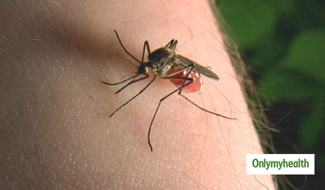 इन 5 तरह के लोगों का खून ज्‍यादा पीते हैं मच्‍छर, जानें क्‍यों 
