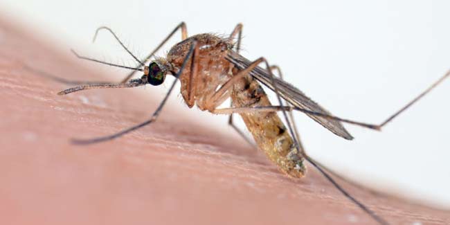 लिम्फेटिक फाइलेरिया नामक रोग भी फैलाते हैं मच्छर, जानें लक्षण