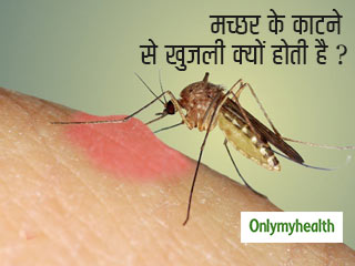 मच्छर के काटने से खुजली क्यों होती है? जानें वैज्ञानिक कारण