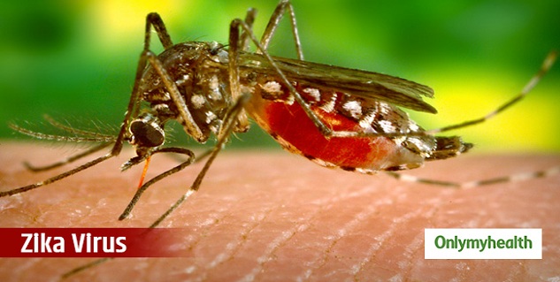 5 Dangerous Diseases You Get From A Mosquito 