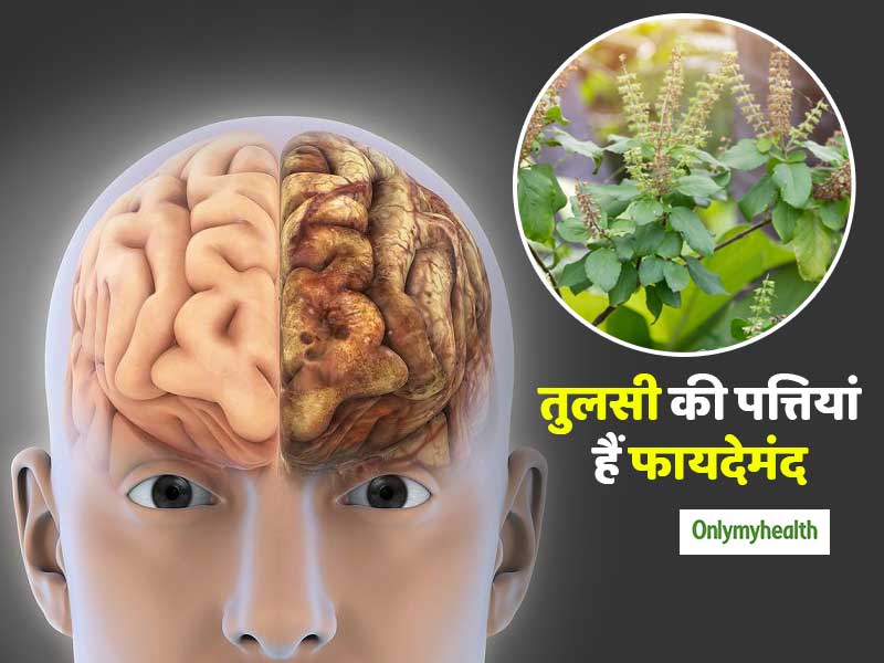 याददाश्त और एकाग्रता बढ़ाती हैं तुलसी की पत्तियां, जानें सेवन का सही तरीका