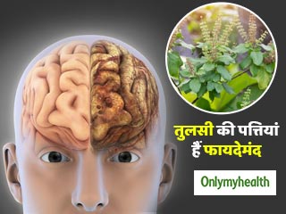 याददाश्त और एकाग्रता बढ़ाती हैं तुलसी की पत्तियां, जानें सेवन का सही तरीका