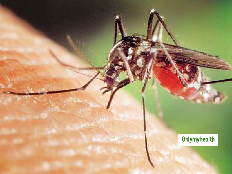 Dengue Fever: बारिश में तेजी से फैलता है डेंगू, बुखार आने पर तुरंत कराएं ब्‍लड टेस्‍ट