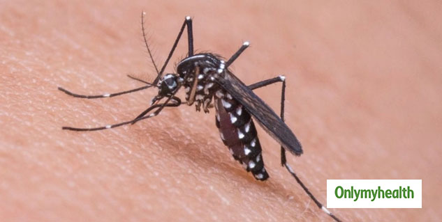 dengue-mos