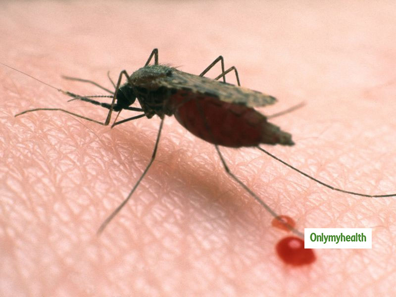 World Mosquito Day 2021: जानिए कहां और कैसे पनपते हैं मलेरिया के मच्‍छर और इससे बचाव के टिप्स